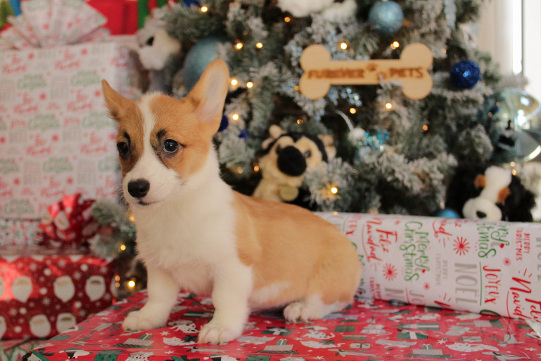 Pembroke Welsh Corgi 9709 Girl