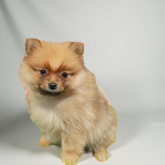 Pomeranian 6279 Boy