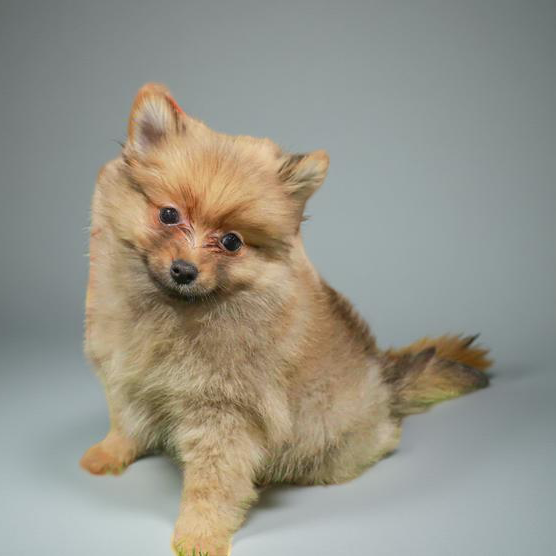 Pomeranian 6467 Boy