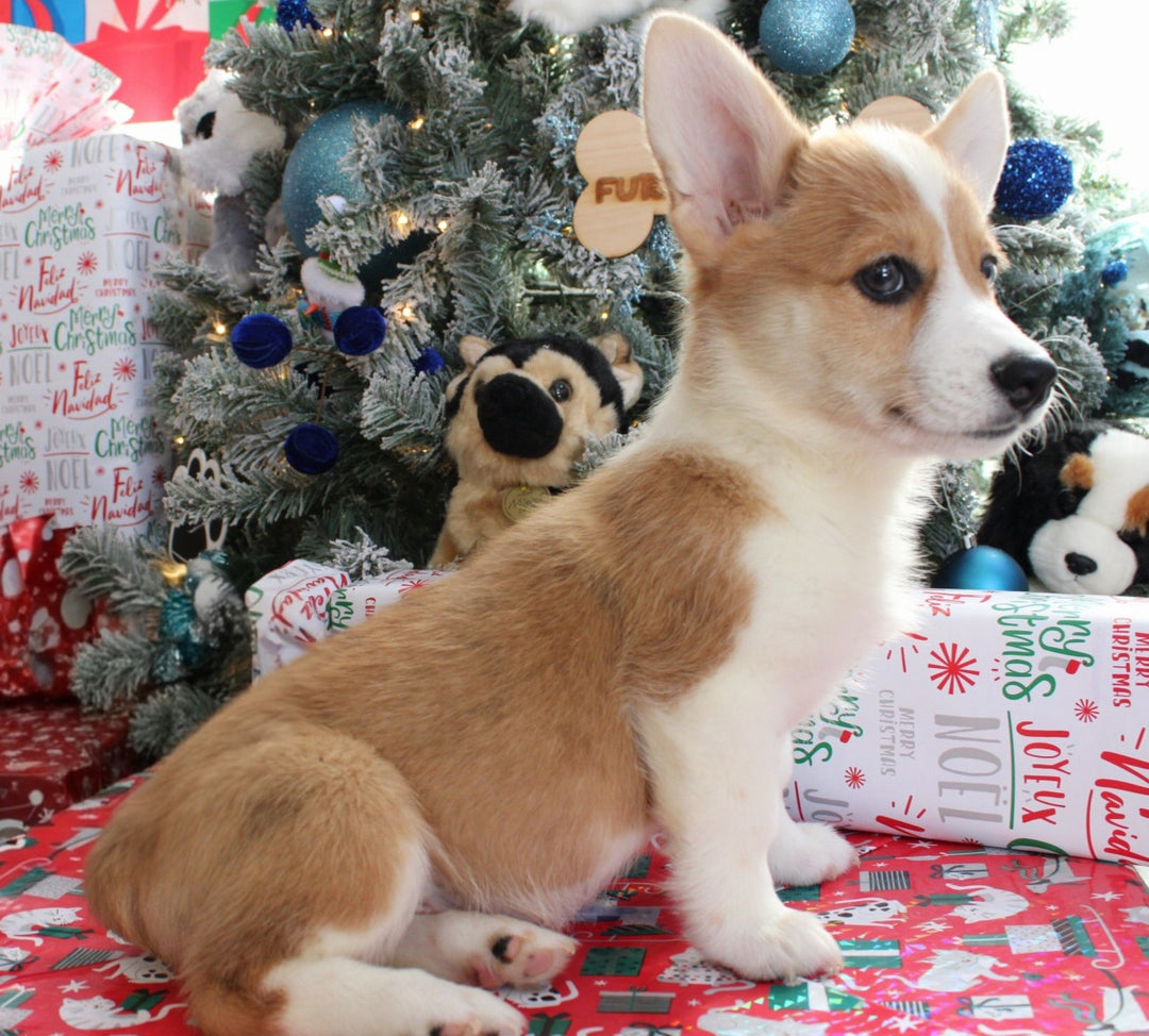 Pembroke Welsh Corgi 9702 Boy