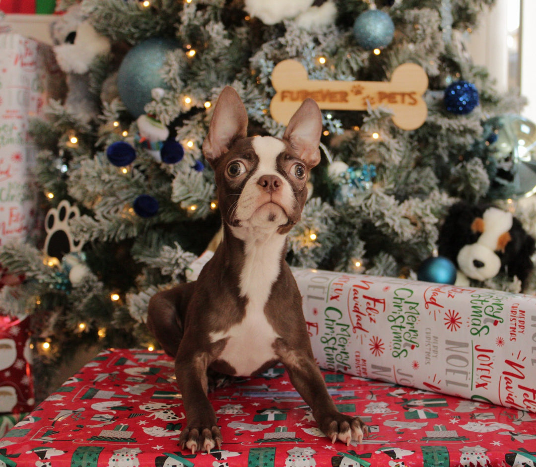 Boston Terrier 6798 Girl