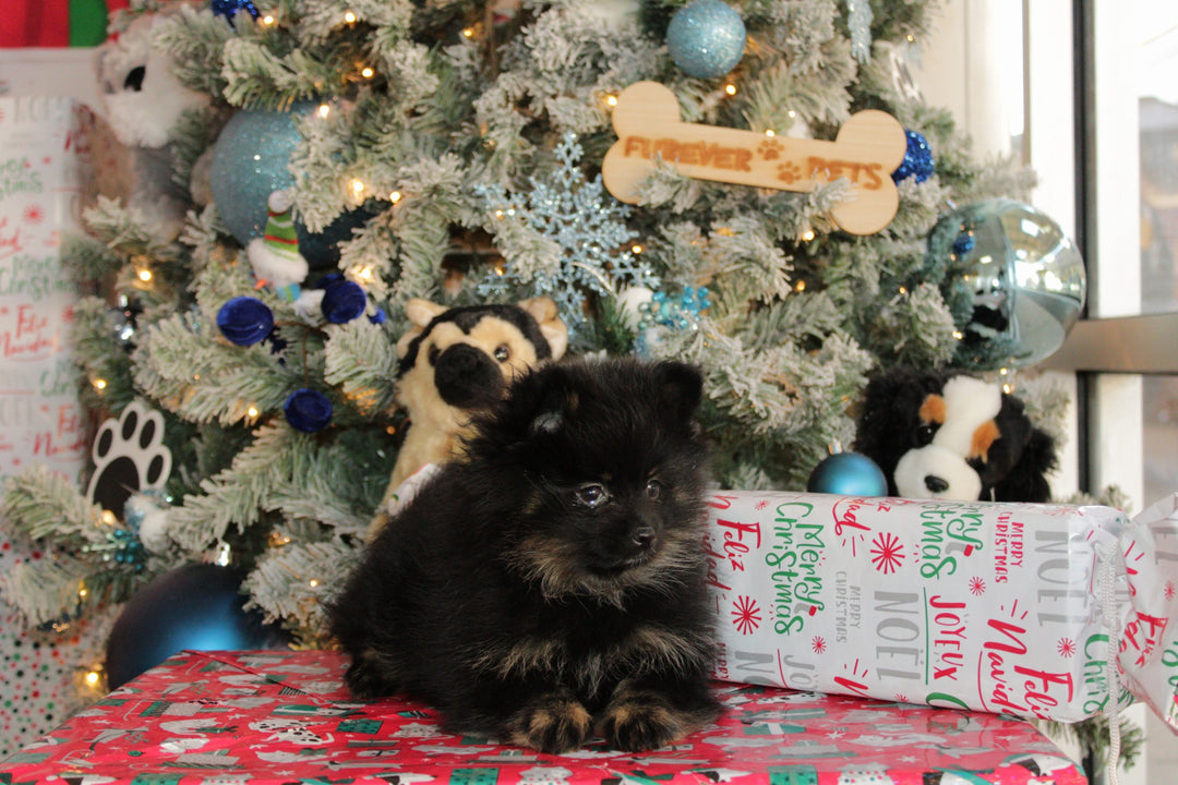 Pomeranian 9786 Girl