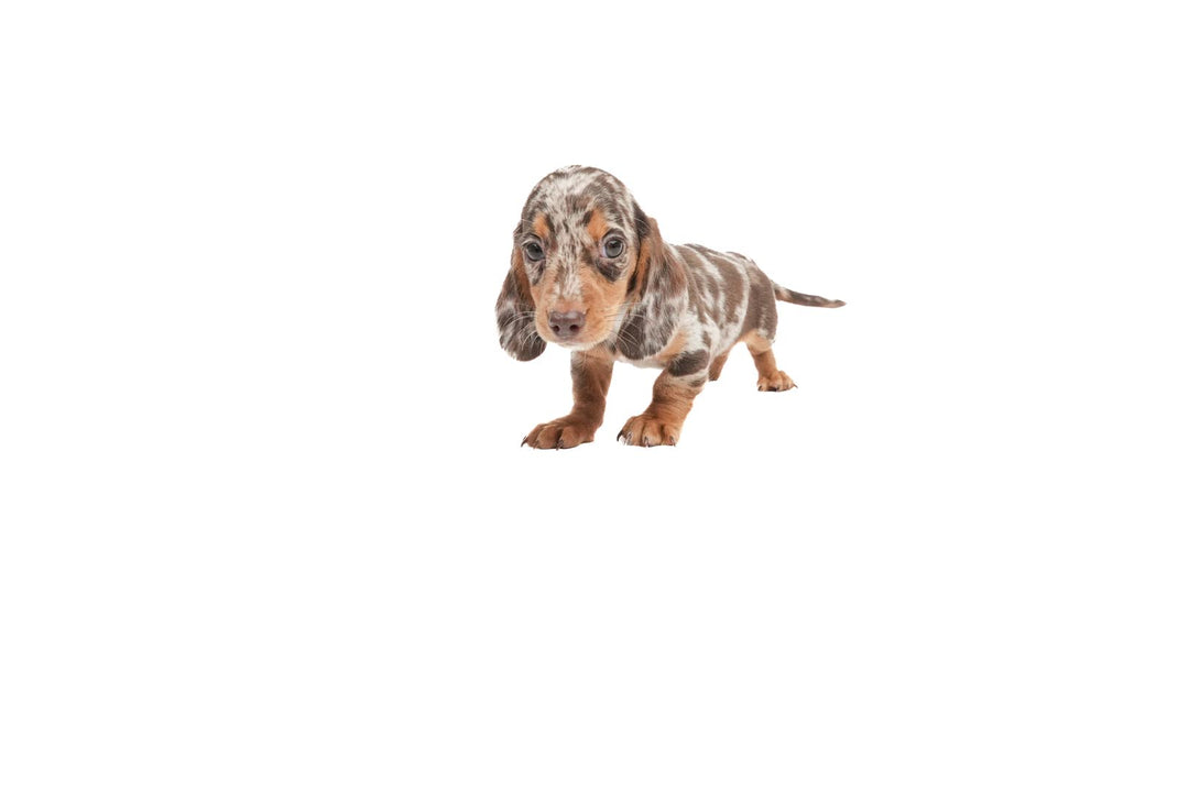 Dachshund 8962 Boy