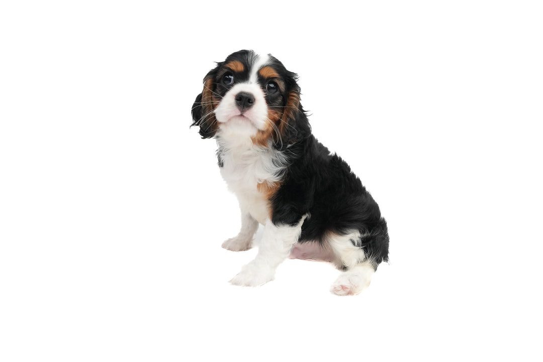 Cavalier King 9103 Boy