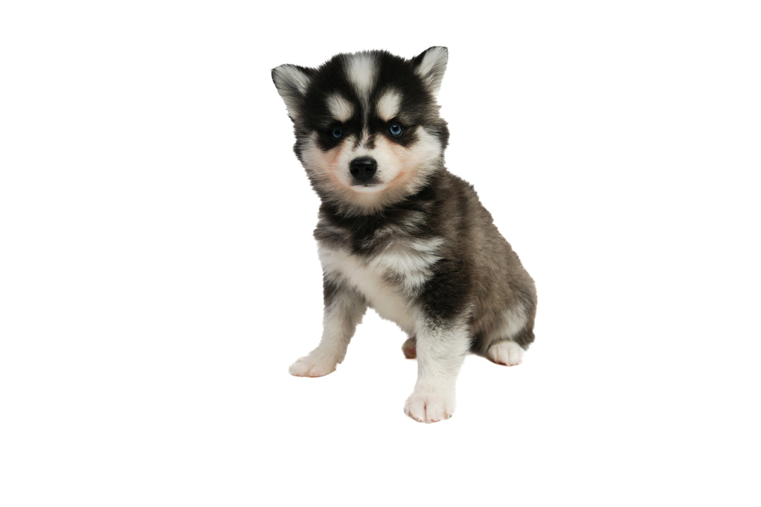 Klee Kai 9273 Boy