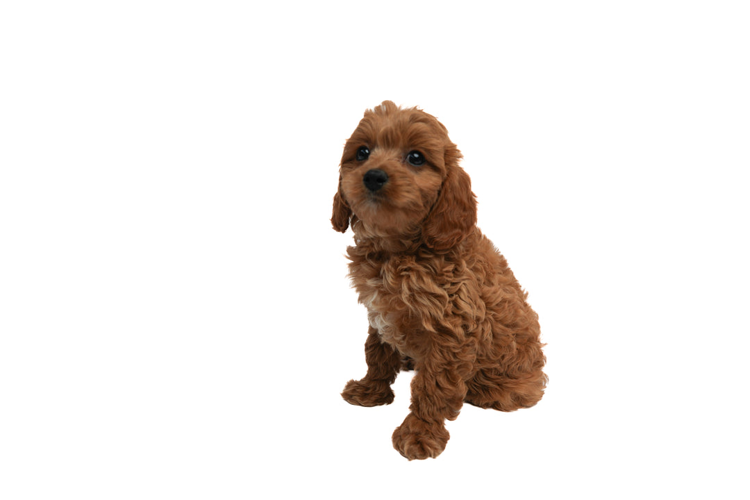 Cavapoo 9372 Boy