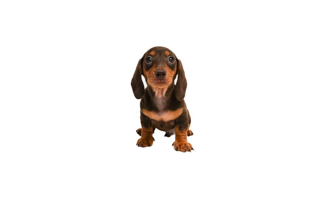 Dachshund 9392 Boy