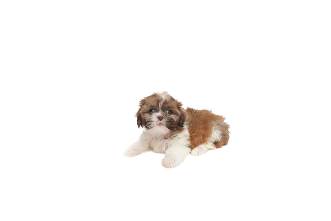 Shih Tzu 9599 Girl