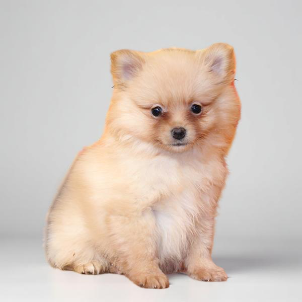 Pomeranian 9659 Boy