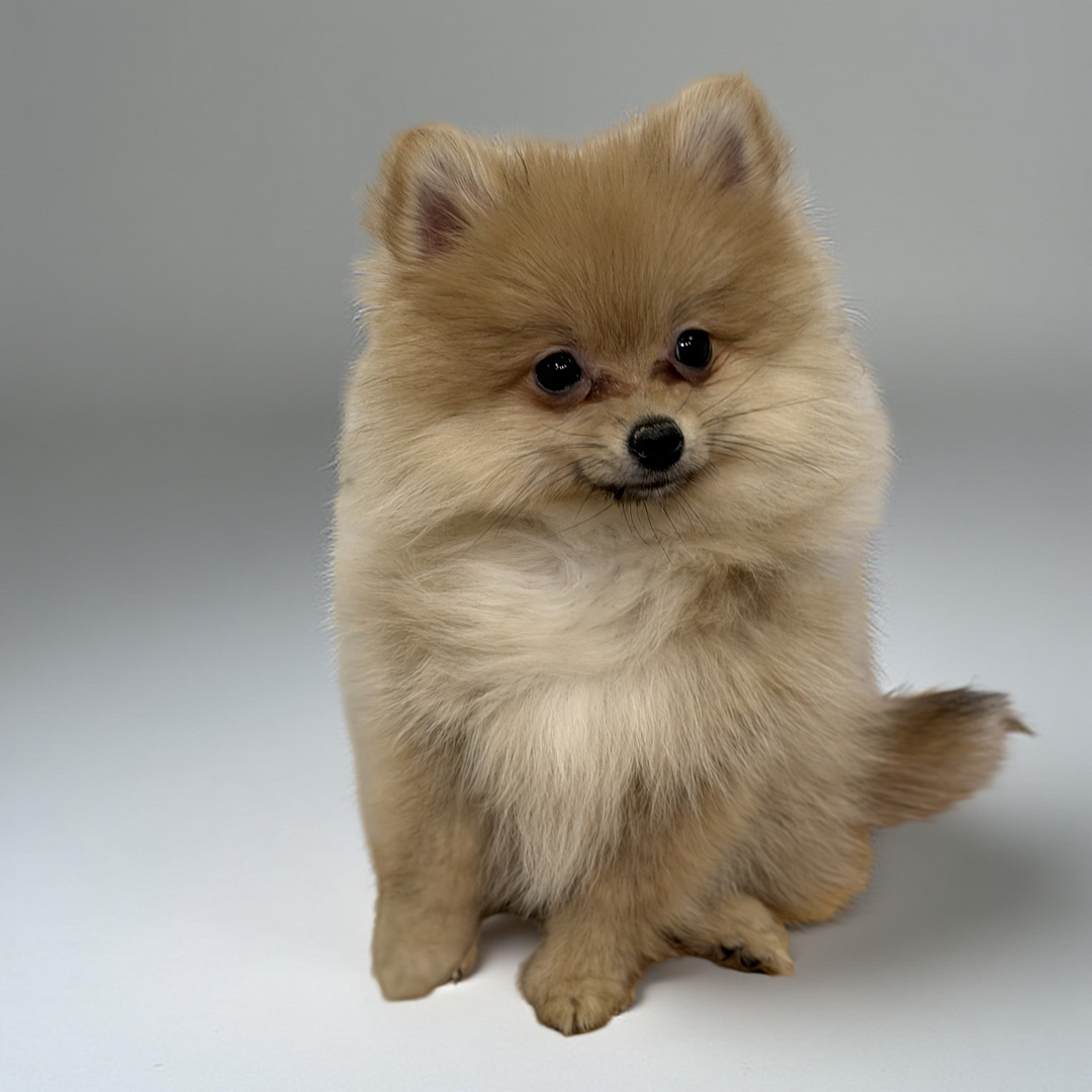 Pomeranian 9661B Girl