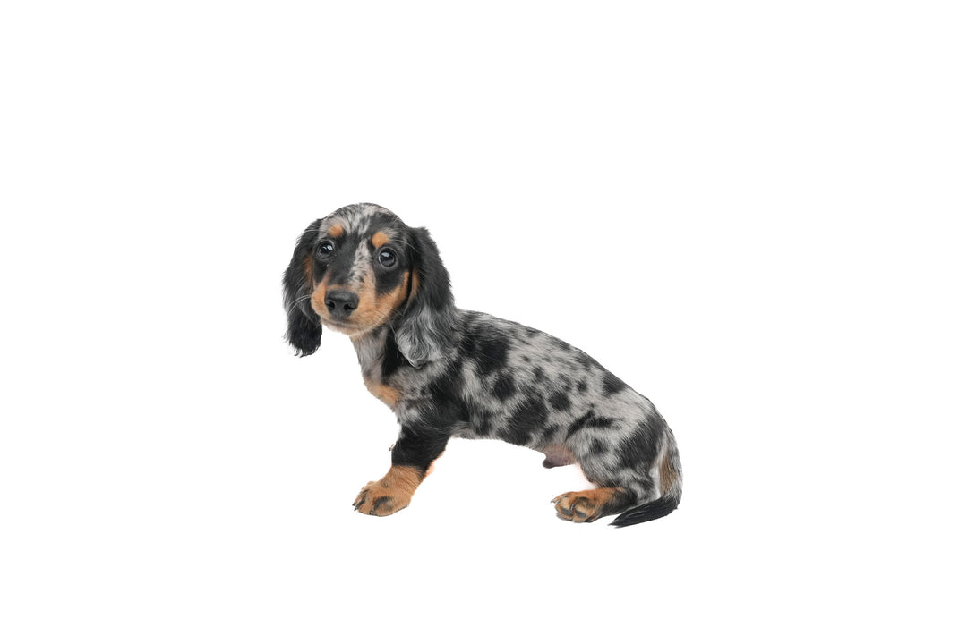 Dachshund 9666 Boy