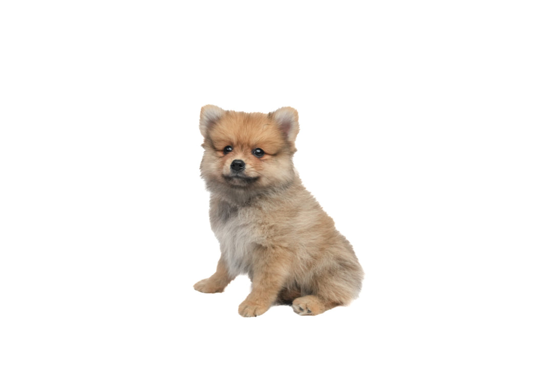 Pomeranian 9677 Boy