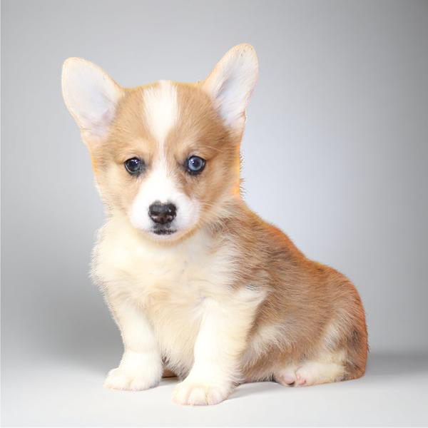Pembroke Welsh Corgi 9702 Boy