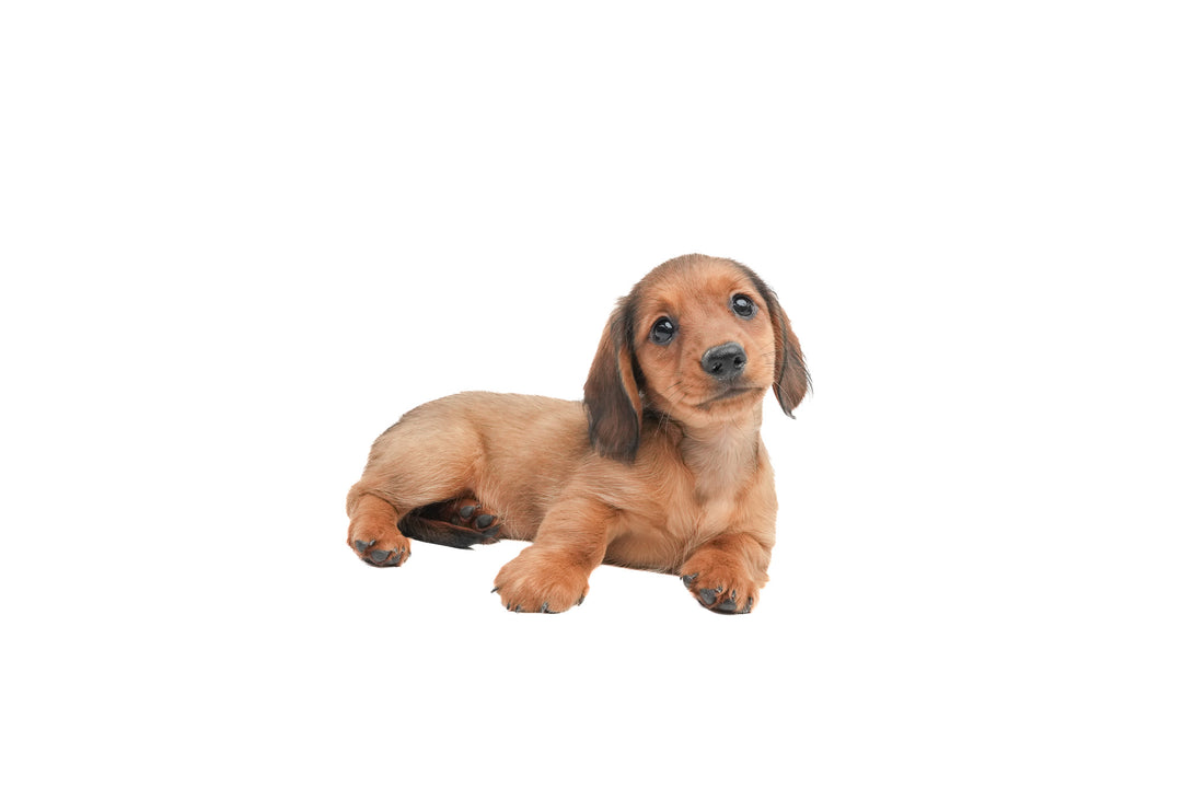 Dachshund 9705 Girl