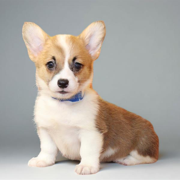 Pembroke Welsh Corgi 9709 Girl