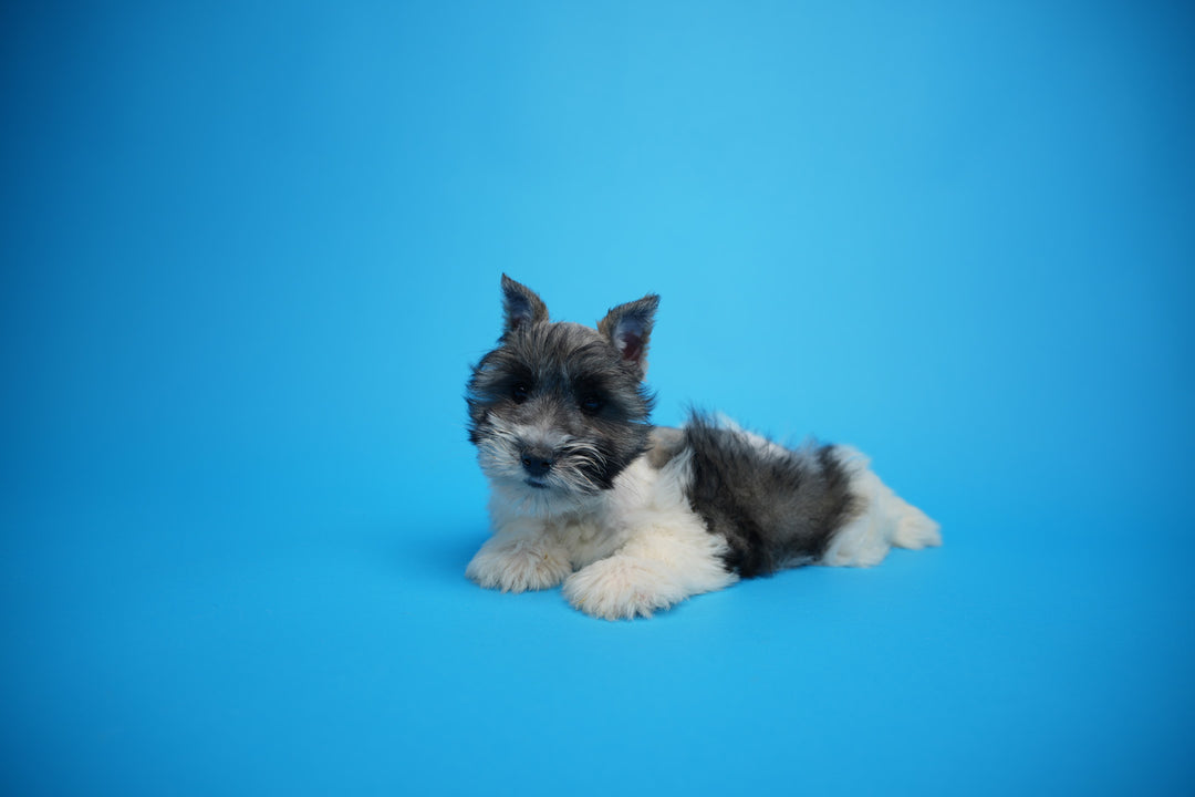 Mini Schnauzer 9808 Girl