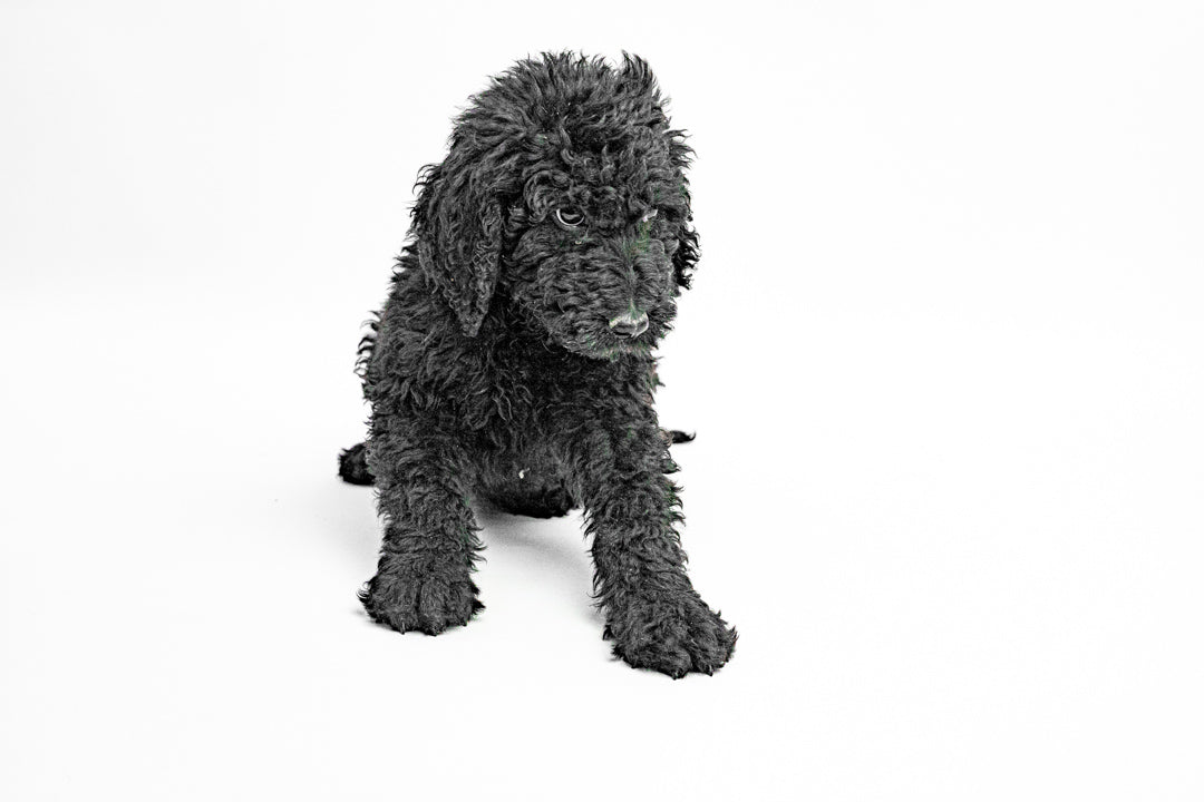 Poodle/Goldendoodle 2819