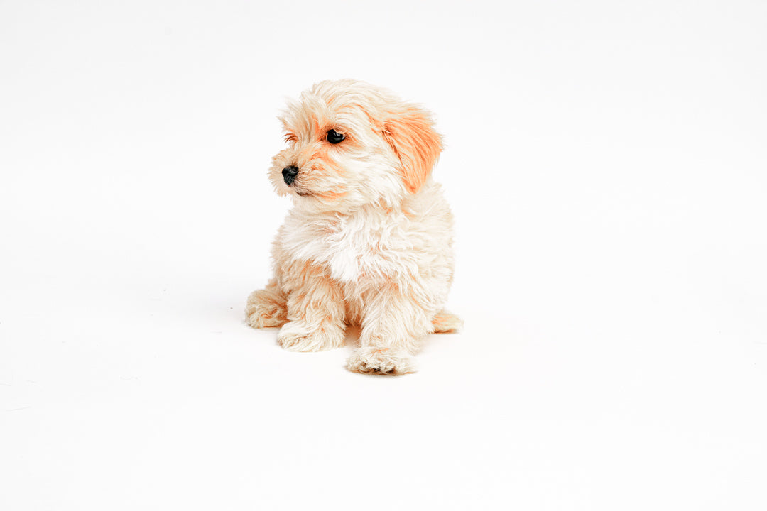 Maltipoo 0026