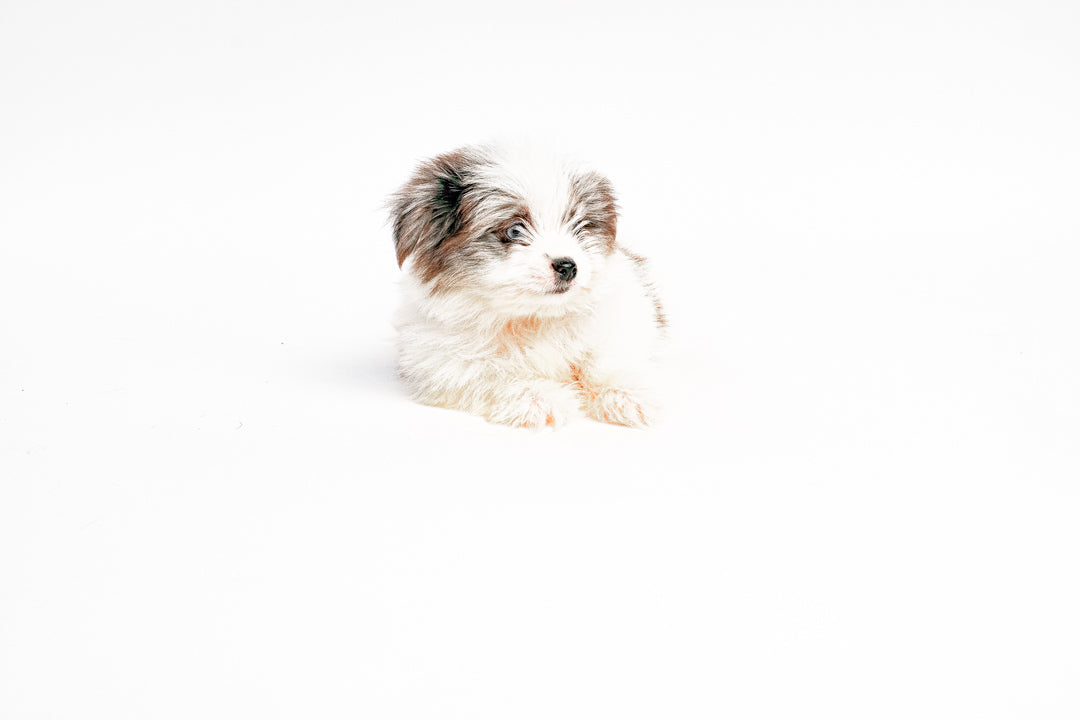 Pom/Lhasa Apso 9697