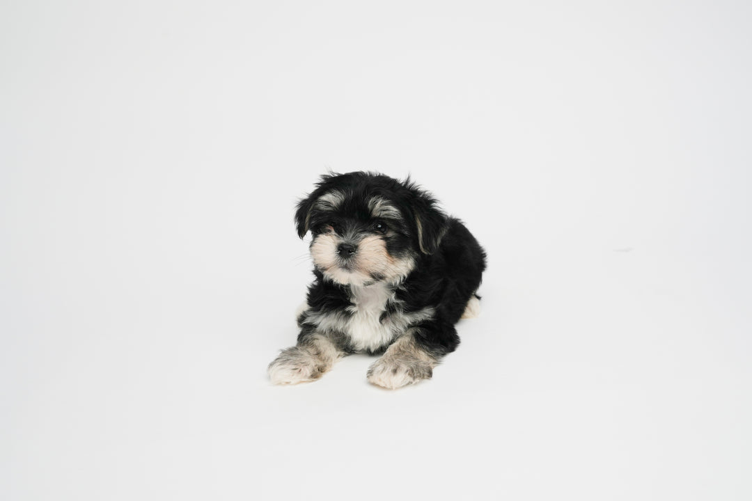 Morkie 0227