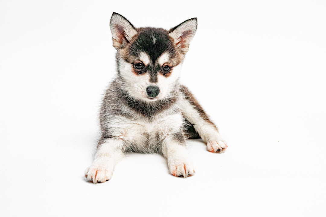 Klee Kai 9415 Girl