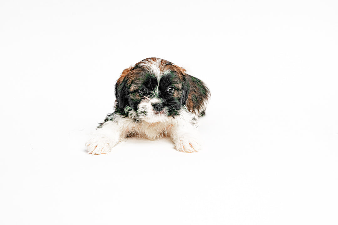 Shih Tzu 2435