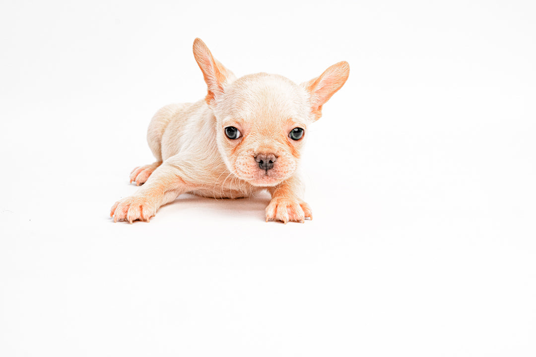 French Bulldog 2826