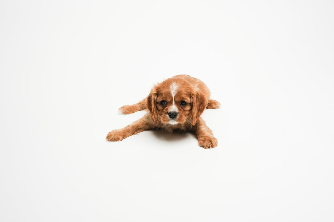 CAVALIER KING CHARLES 0115