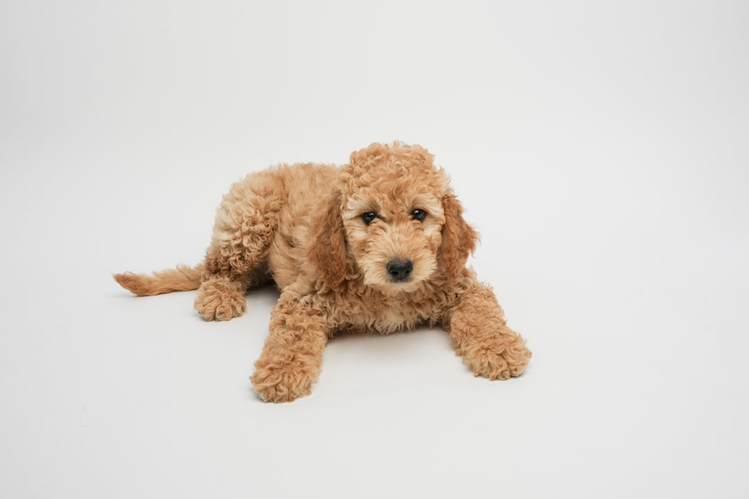 GOLDENDOODLE 0248