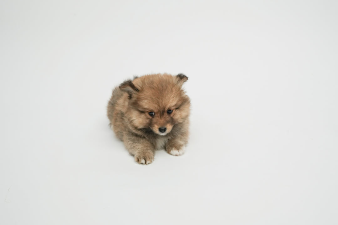 SHELTIE POM 0306