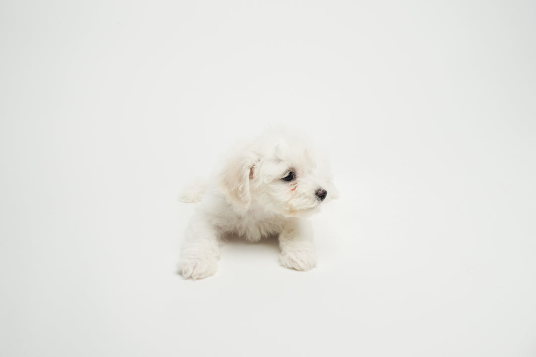 BICHON 0339