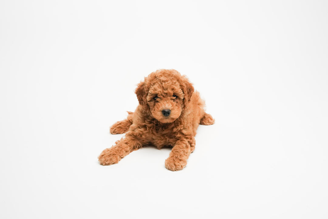 GOLDENDOODLE 0345