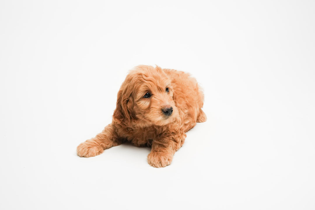 GOLDENDOODLE 0374