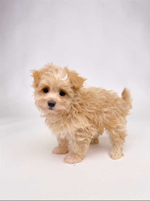 Havanese/Pom 8819 Boy