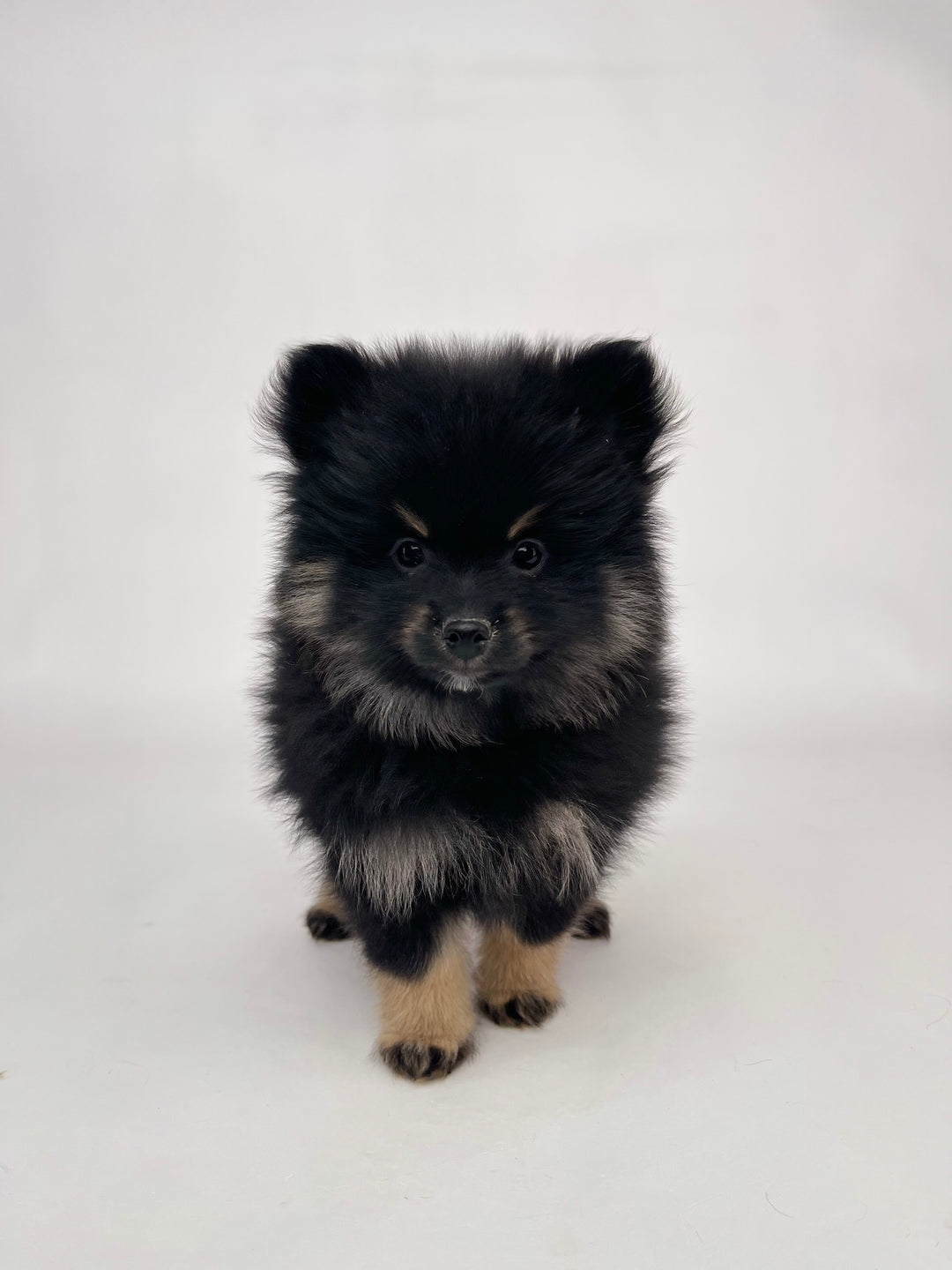 Pomeranian 9078 Girl