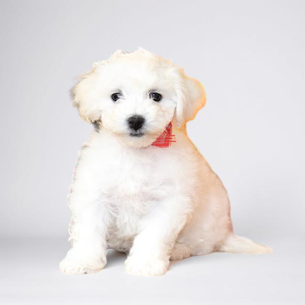 Bichon 2894 Girl