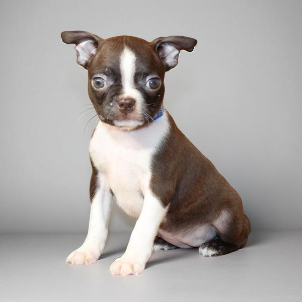 Boston Terrier 9759 Girl