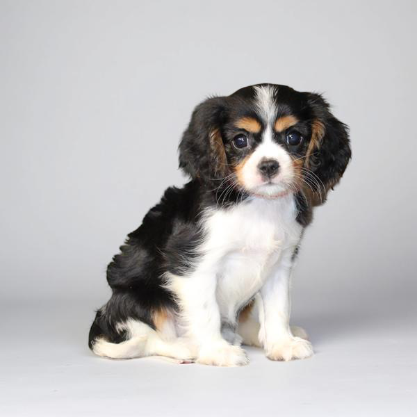 Cavalier King 2545 Girl