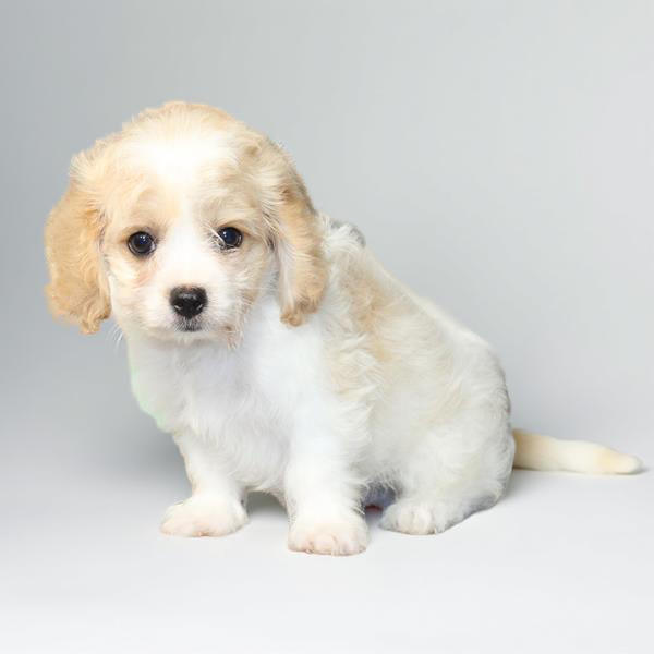 Cavachon 2315 Boy