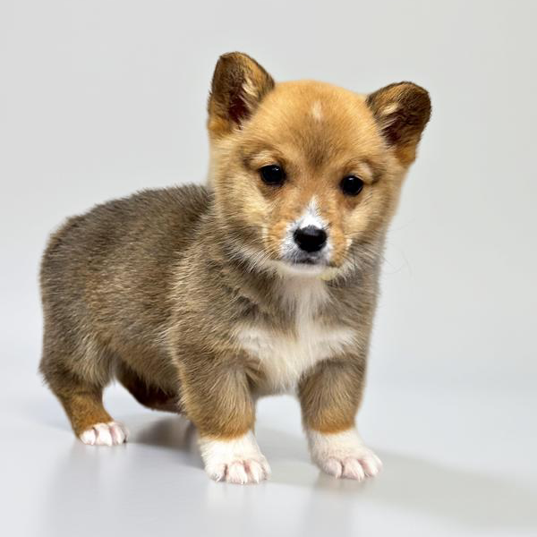 Pembroke Welsh Corgi 5756 Boy
