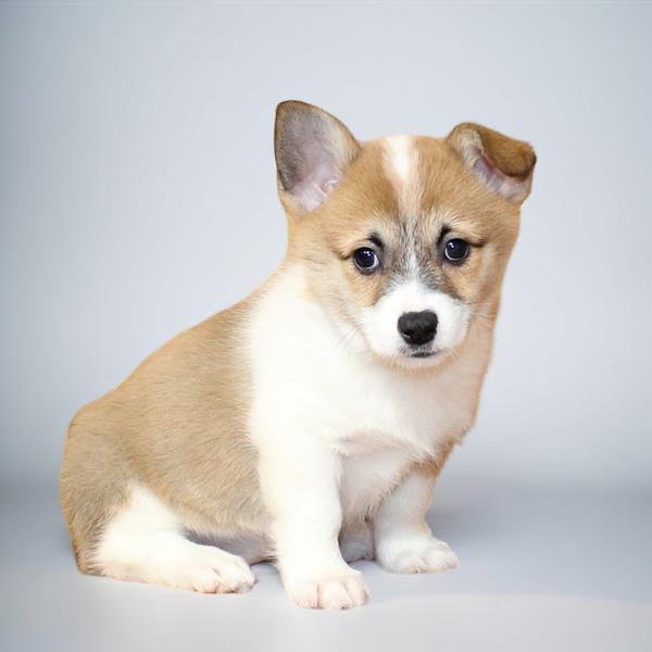 Pembroke Welsh Corgi 9801 Girl