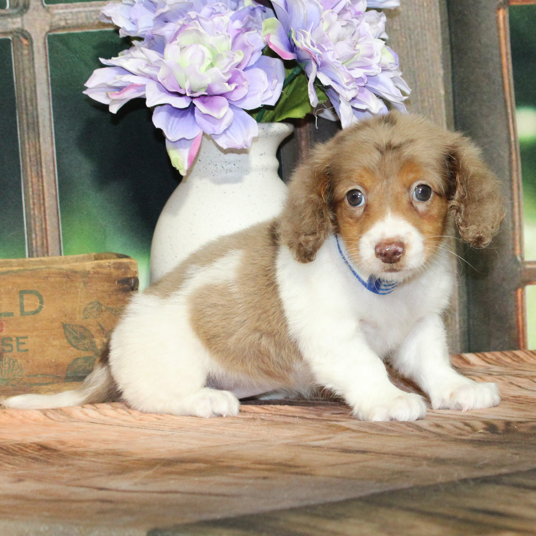 Dachshund 8945 Girl