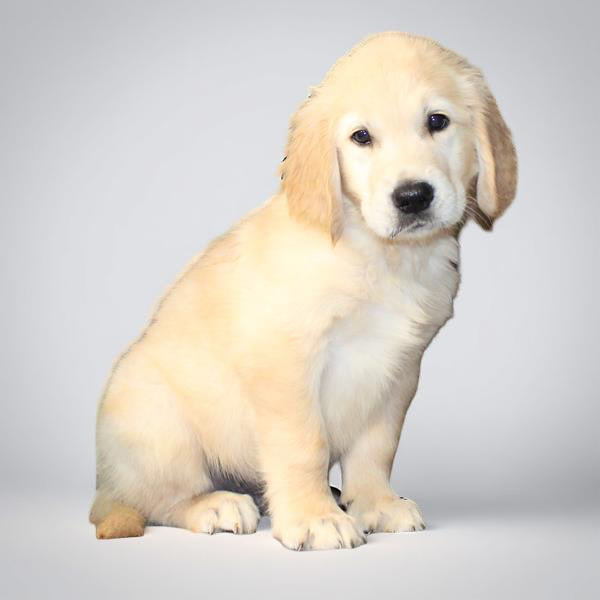 Golden Ret 2657 Boy