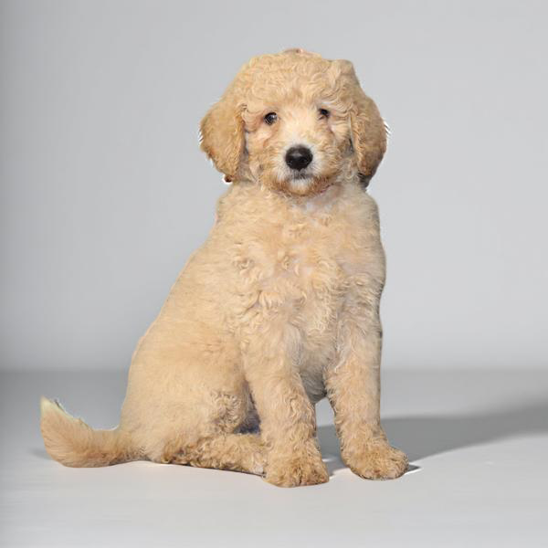 Goldendoodle 2 Gen 2407 Boy