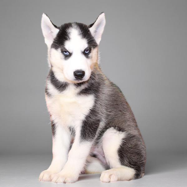 Siberian Husky 9551 Boy