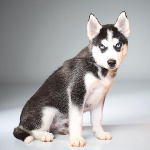 Siberian Husky 9599 Boy