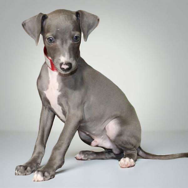 Italian Greyhound 2166 Boy