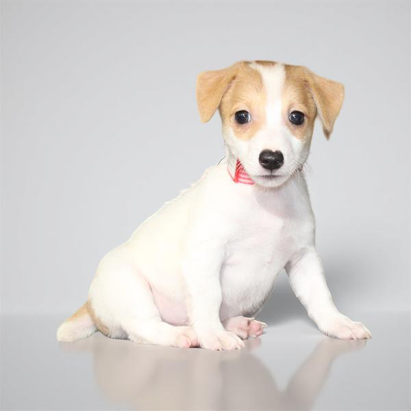 Jack Russell 2133 Boy