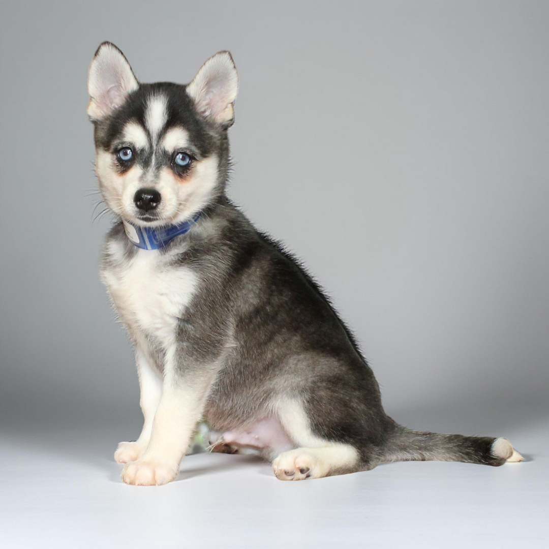 Klee Kai 5247 Boy