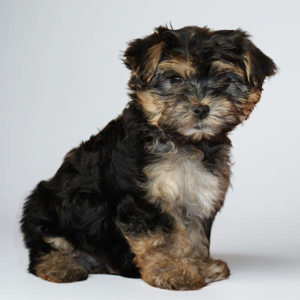Morkie 9752 Boy